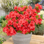 Mixed Dwarf Rhododendrons (Compact Spring Colour Collection), photograph 6