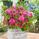 Dwarf Azalea: Evergreen Spring Flowering Shrubs, photograph 2