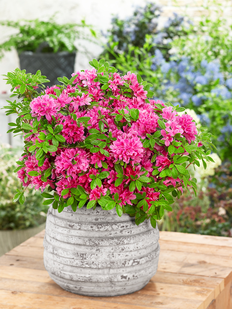 Supplier collection photograph of mixed azaleas in nursery pots