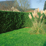 Green Leylandii Hedge Plants (Pot Grown), photograph 6