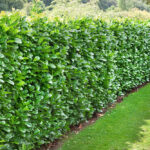 Cherry Laurel Hedge Plants (Prunus laurocerasus), photograph 1