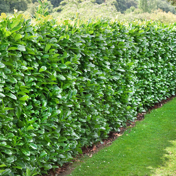 Cherry Laurel 40-60cm