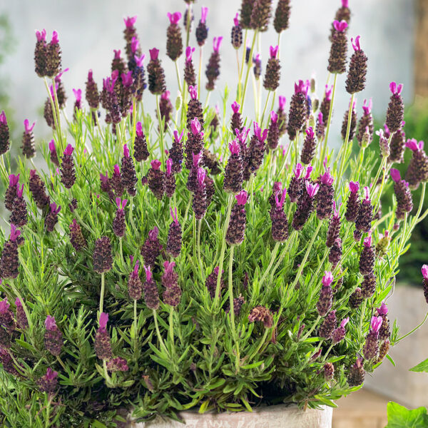 French lavender plants