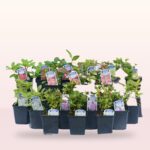 Mixed Dwarf Rhododendrons (Compact Spring Colour Collection), photograph 7