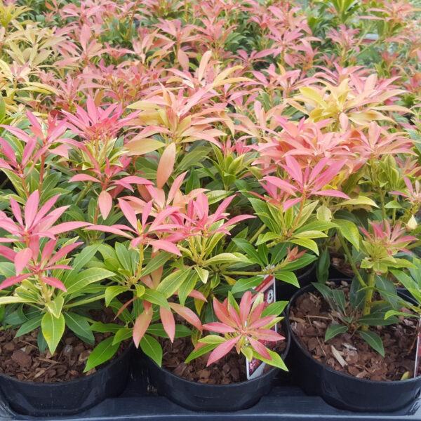 Pieris Forest Flame