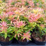 Pieris Forest Flame Shrubs for Sale UK, photograph 1
