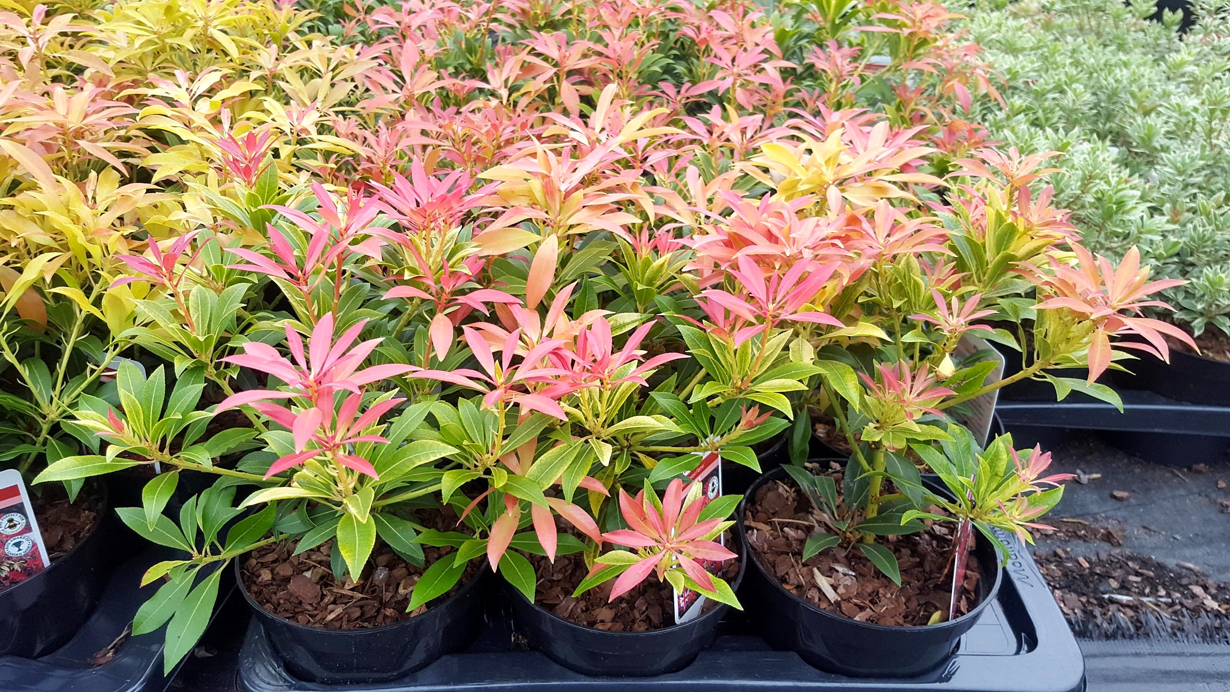 Supplier stock photograph of pieris forest flame