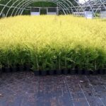 Castlewellan Gold (Golden Leylandii) Hedge Plants, photograph 3