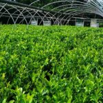 Cherry Laurel Hedge Plants (Prunus laurocerasus), photograph 5
