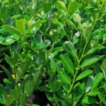 Cherry Laurel Hedge Plants (Prunus laurocerasus), photograph 4