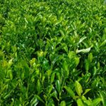 Cherry Laurel Hedge Plants (Prunus laurocerasus), photograph 3
