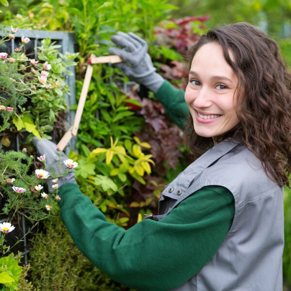 Gardener measuring plants in a planted wall