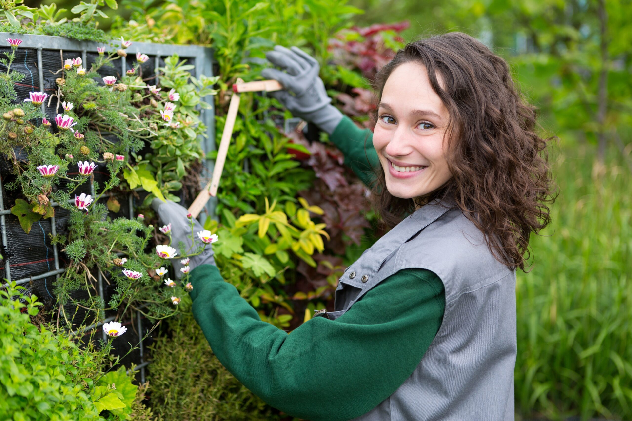 Gardener measuring plants beside a garden planting