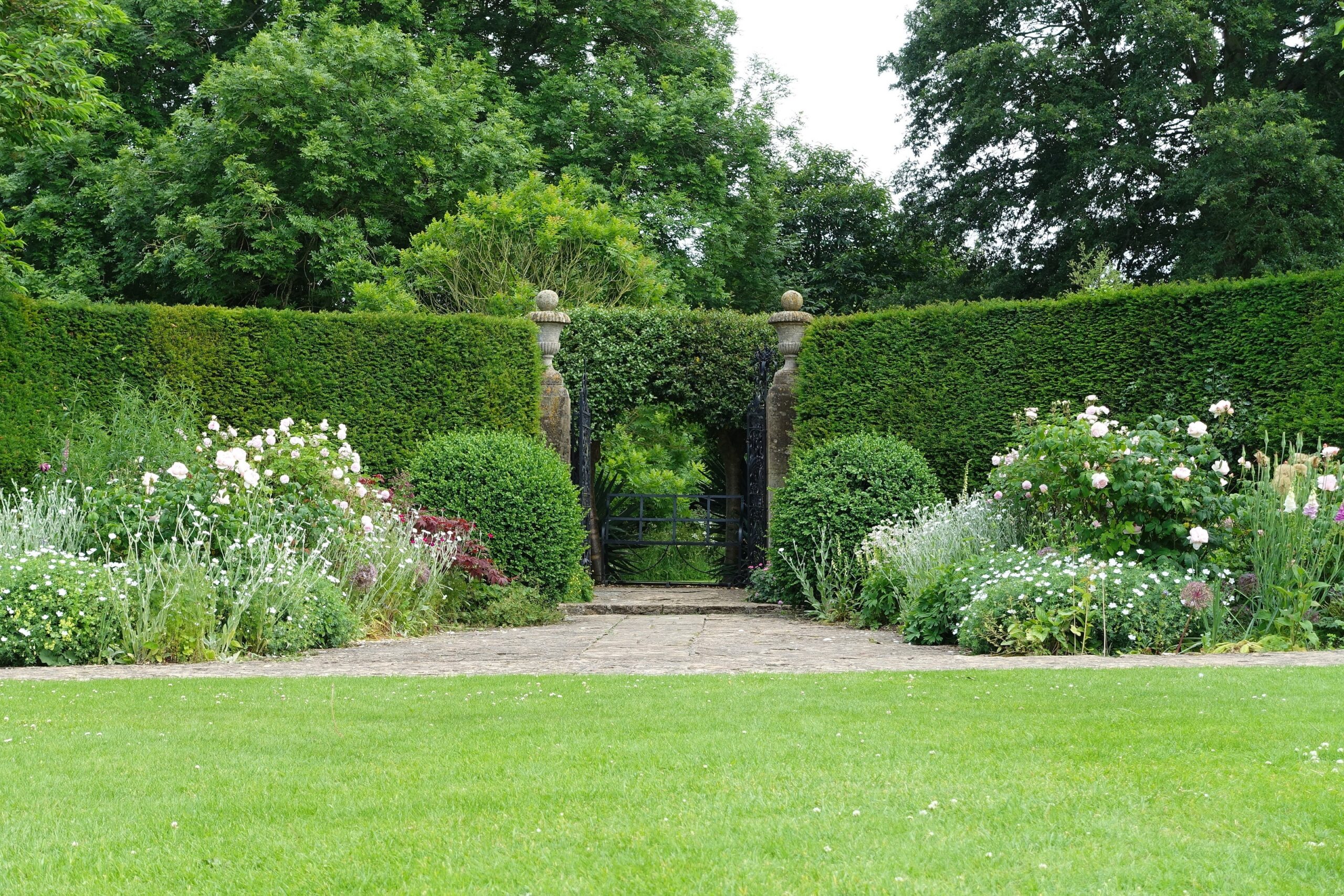Evergreen garden hedges framing a garden gate