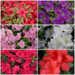 Mixed Japanese Azalea Shrubs in Pots, photograph 3