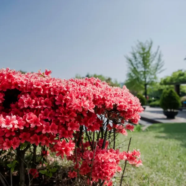 Red azaleas in full flower in a landscaped garden