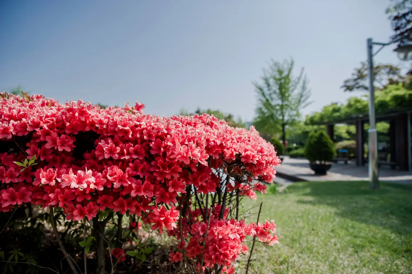Red azaleas in full flower in a landscaped garden