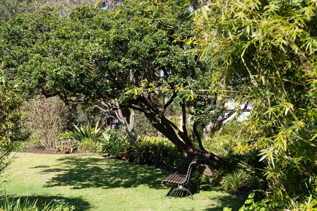 Wooden bench under shady trees in a lush garden
