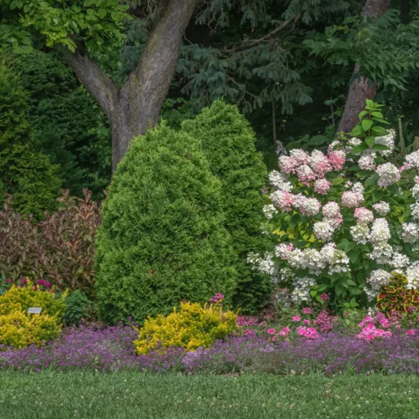 Shady garden border with hydrangeas, conifers and flowering plants under trees