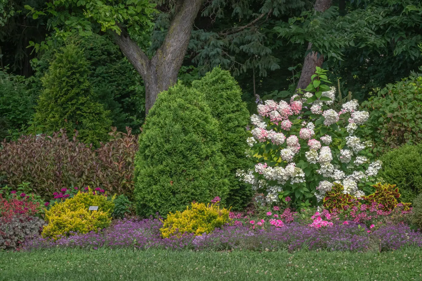 Shady garden border with hydrangeas, conifers and flowering plants under trees