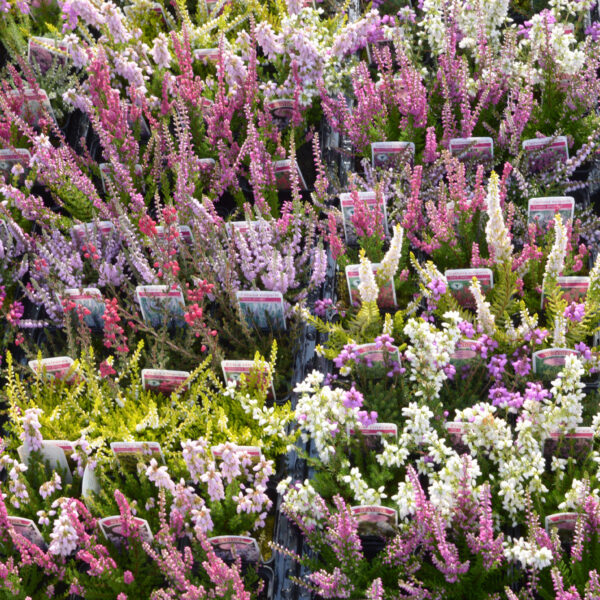 6 Mixed Garden Heathers