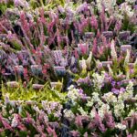 Mixed Garden Heathers for Sale: Calluna and Erica Collection, photograph 1