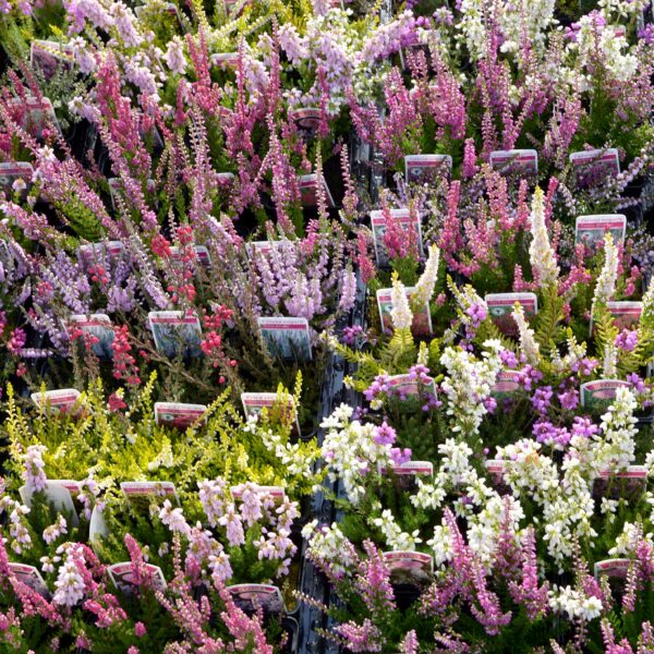 Mixed Garden Heathers for Sale: Calluna and Erica Collection
