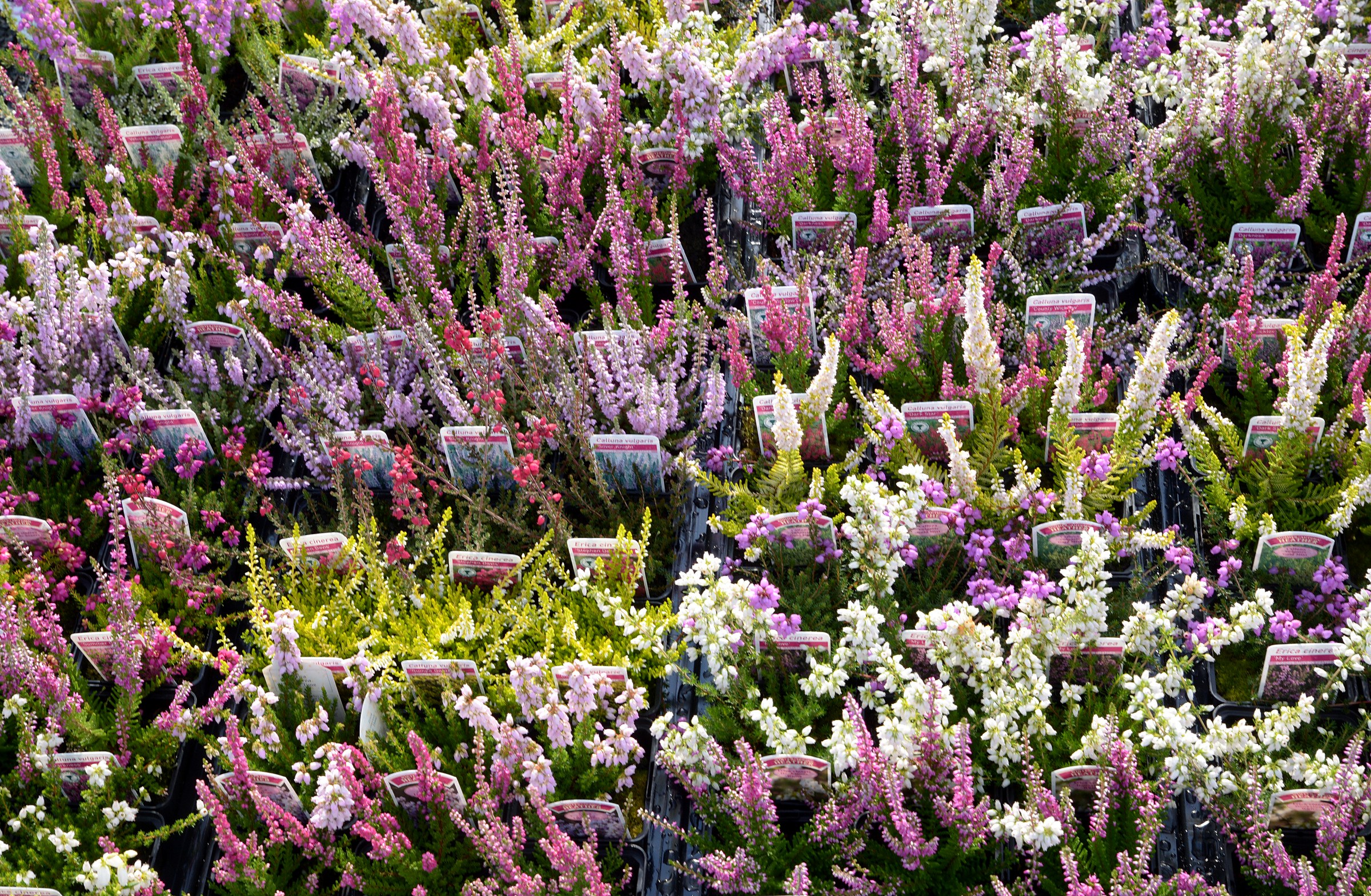 Garden heather collections