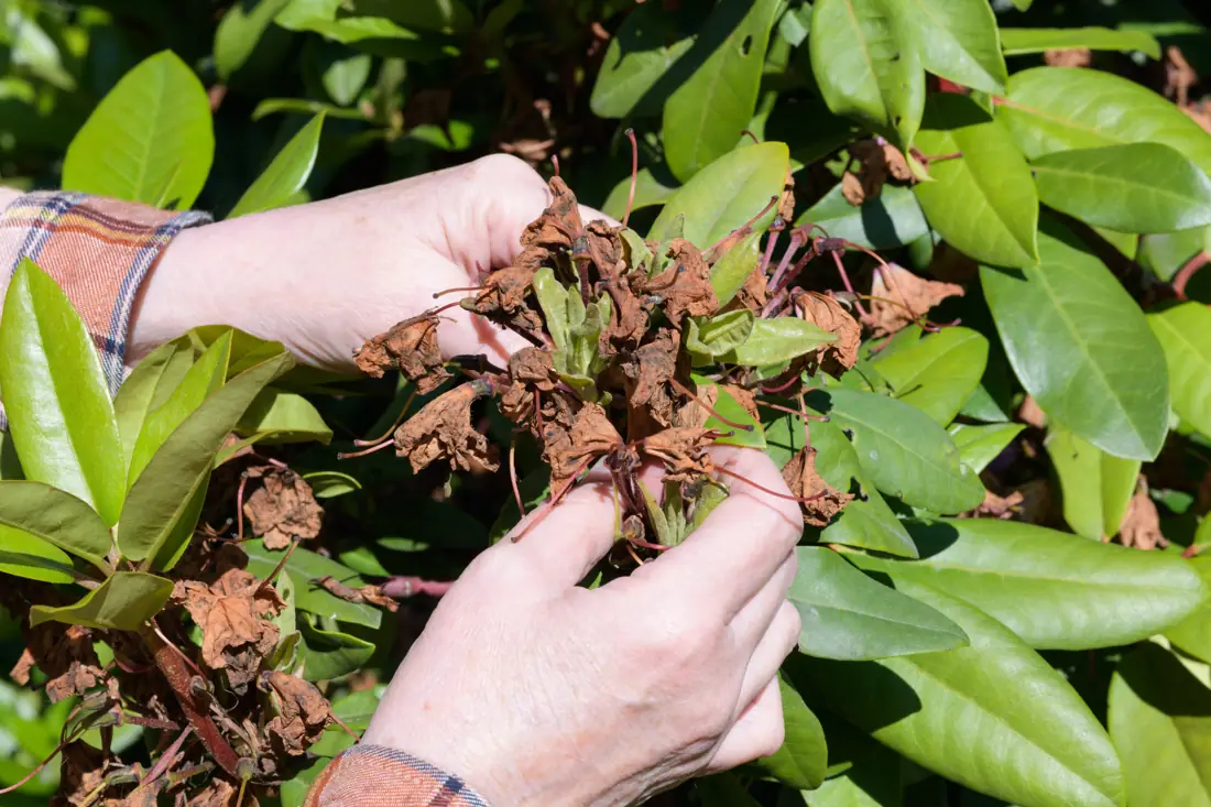 Hands deadheading faded rhododendron flowers