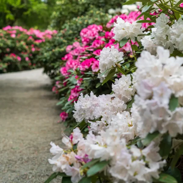 Garden path lined with rhododendrons in pink and white bloom