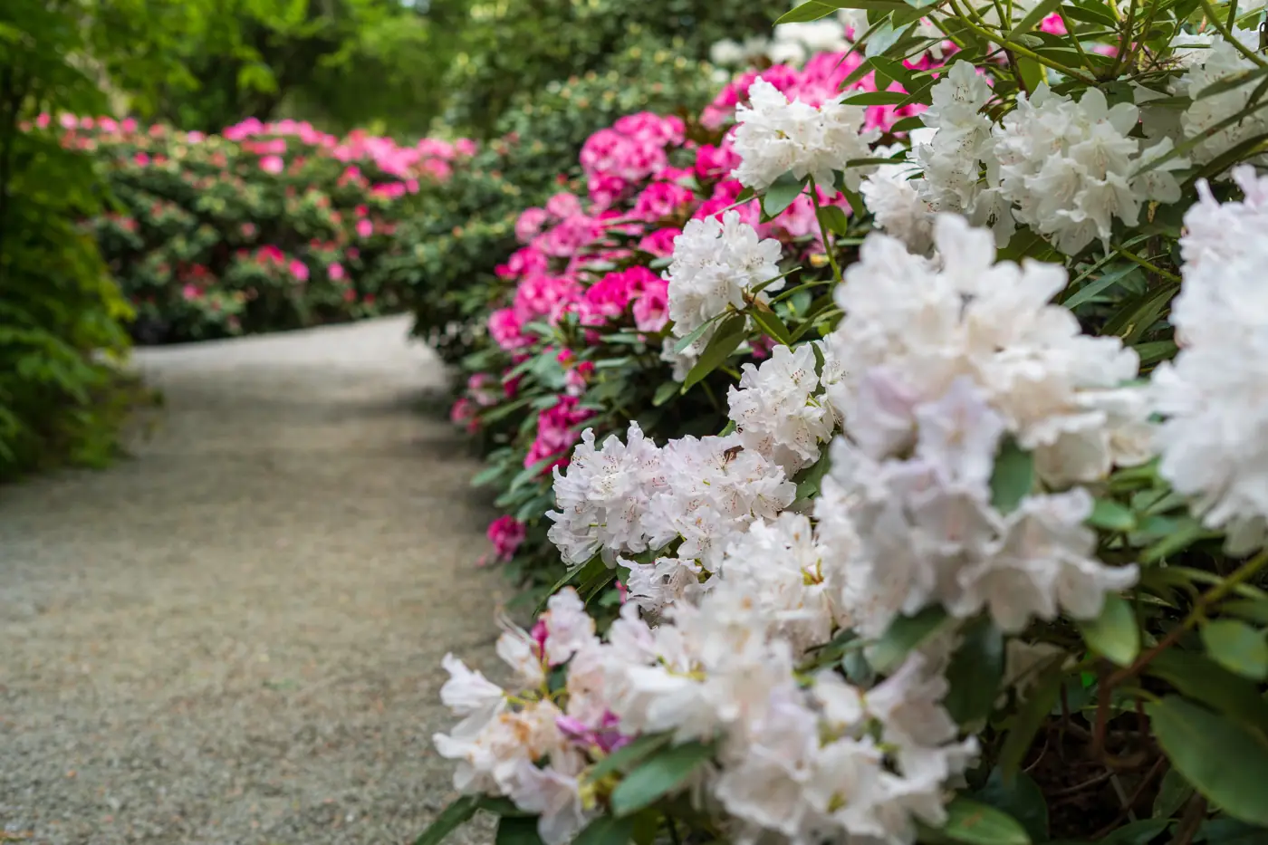 Garden path lined with rhododendrons in pink and white bloom