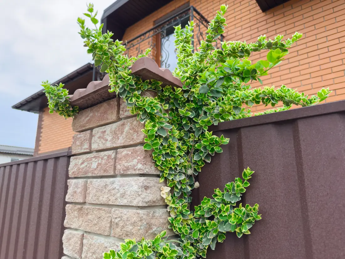 Variegated Euonymus fortunei stems climbing a fence