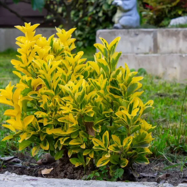Golden variegated euonymus shrub in a garden border