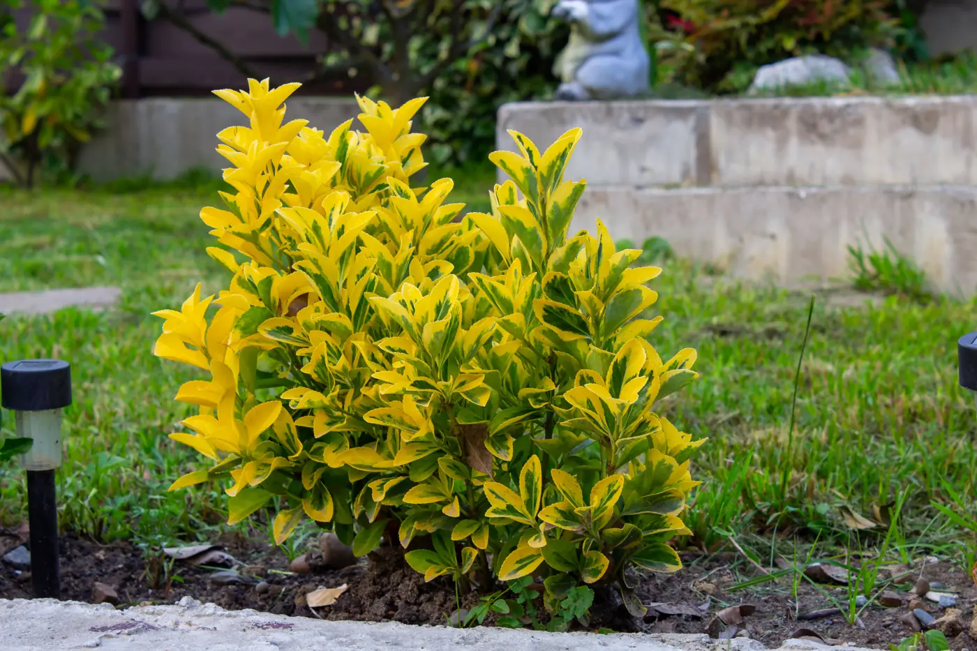 Golden variegated euonymus shrub in a garden border