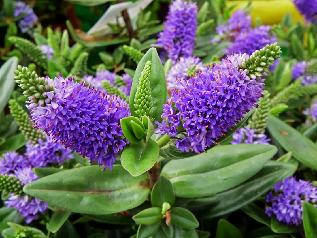 Close view of purple hebe flower spikes and glossy leaves