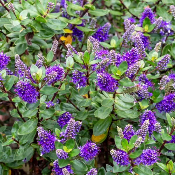 Hebe shrub covered in purple flower spikes