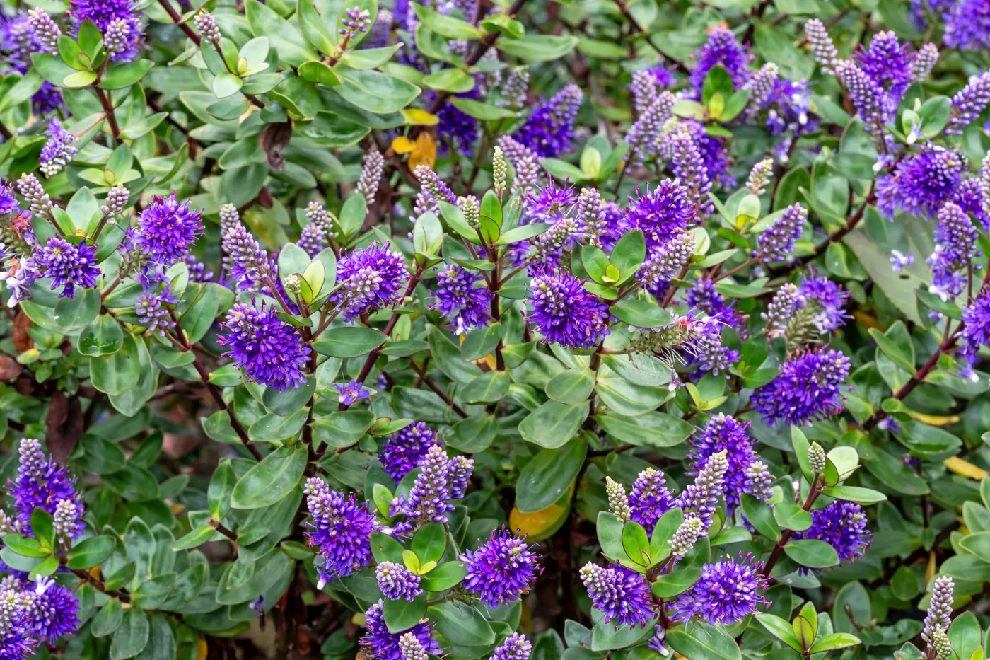 Hebe shrub covered in purple flower spikes