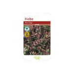 Hebe Red Edge Shrub: Veronica Red Edge Plants, photograph 1