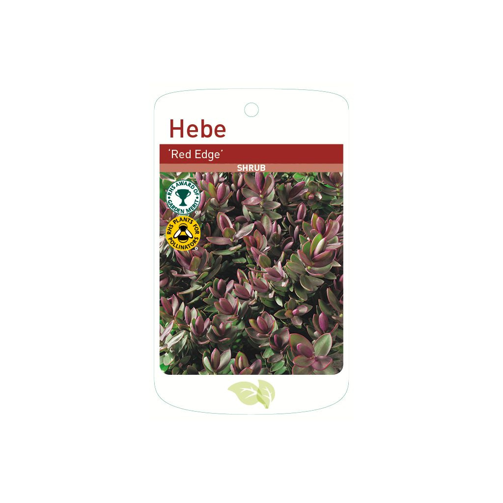Supplier stock photograph of 6 hebe red edge