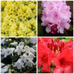 Mixed Dwarf Rhododendrons (Compact Spring Colour Collection), photograph 1