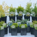 Mixed Miniature Conifers for Pots, Borders & Rock Gardens, photograph 1