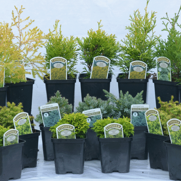 6 Mixed Dwarf Conifers
