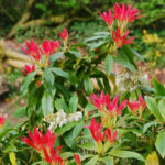 Pieris Forest Flame Shrubs for Sale UK, photograph 3
