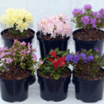 Mixed Dwarf Rhododendrons (Compact Spring Colour Collection), photograph 2