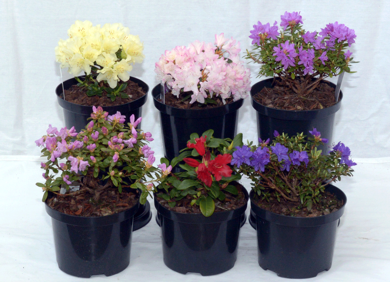 Dwarf rhododendron collections