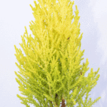 Wilma Goldcrest Conifer: Goldcrest Wilma Plants for Sale, photograph 7