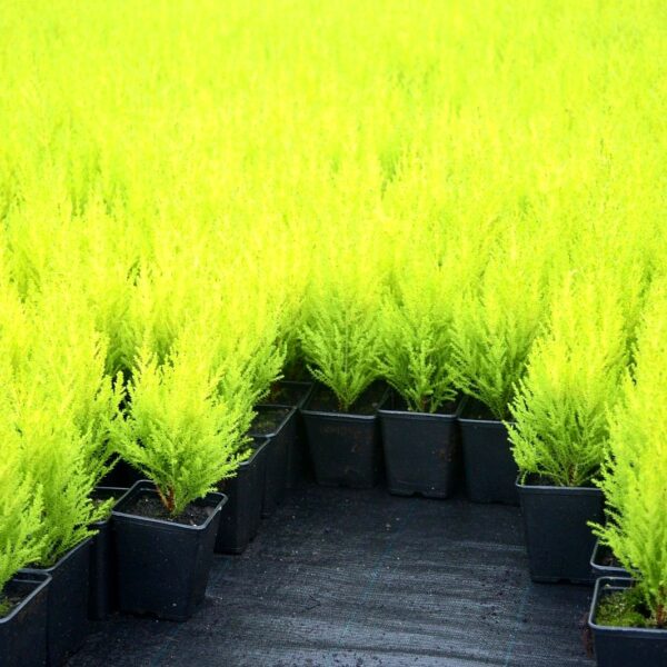 Wilma Goldcrest Conifer: Goldcrest Wilma Plants for Sale