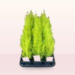 Wilma Goldcrest Conifer: Goldcrest Wilma Plants for Sale, photograph 4