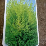 Wilma Goldcrest Conifer: Goldcrest Wilma Plants for Sale, photograph 5