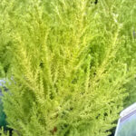 Wilma Goldcrest Conifer: Goldcrest Wilma Plants for Sale, photograph 3